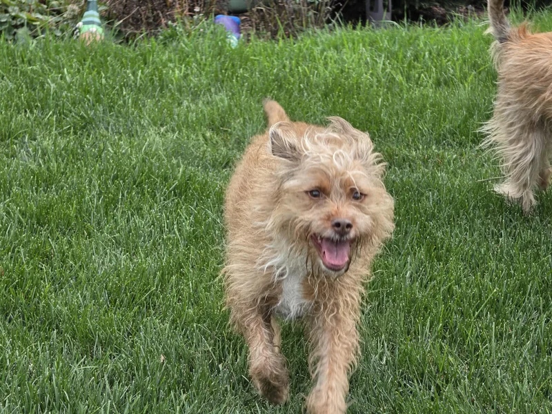 An adult medium-sized female Apricot / Beige Terrier dog named Izzy for adoption in Des Plaines, IL