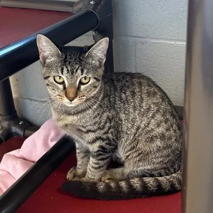 A young medium-sized female Brown / Chocolate Domestic Short Hair cat named Catalie for adoption in Newberg, OR