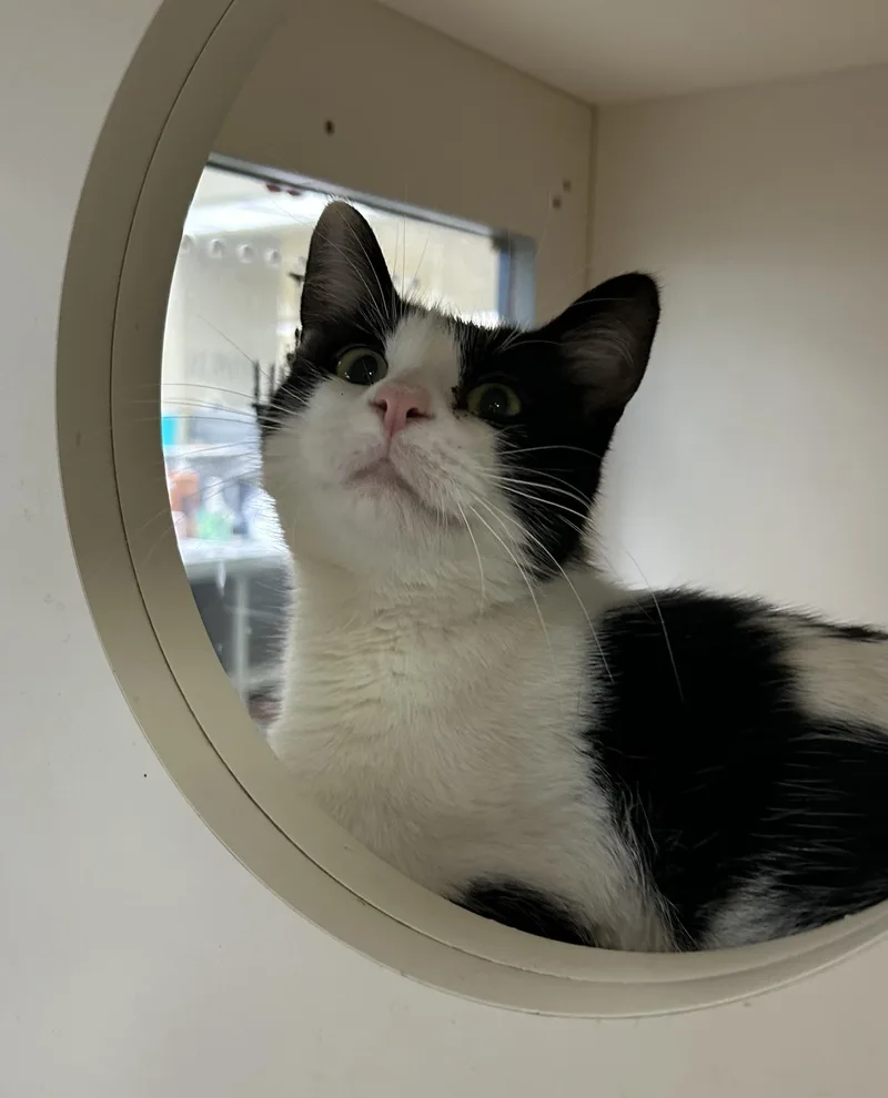 A young medium-sized female Black & White / Tuxedo Domestic Short Hair cat named Bessie for adoption in Mokena, IL