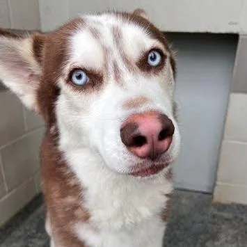 An adult large-sized male Red / Chestnut / Orange Husky dog named Minka for adoption in Jeffersonville, IN