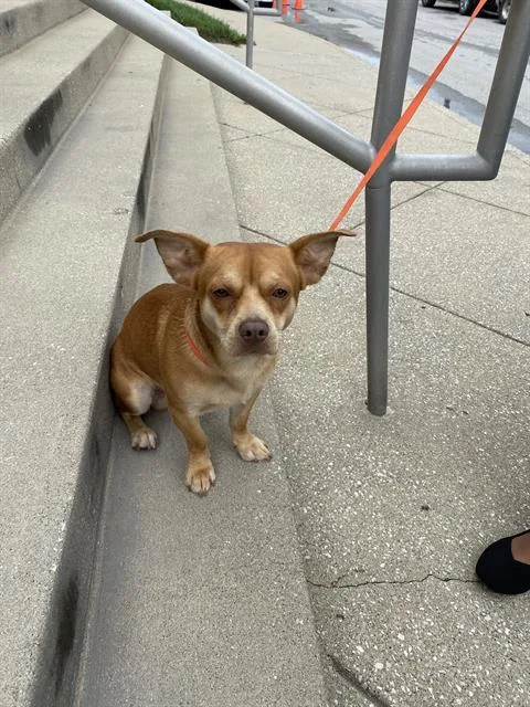 An adult small-sized male Cardigan Welsh Corgi dog named Baby Yoda for adoption in Indianapolis, IN