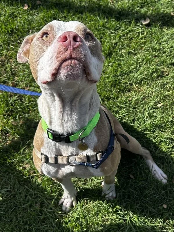 An adult large-sized male Pit Bull Terrier dog named Canelo for adoption in Oakland, CA