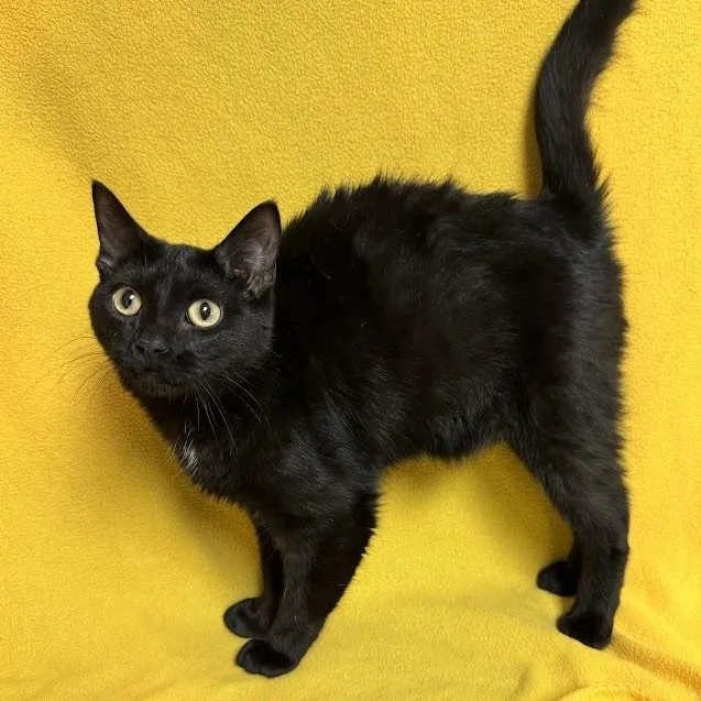 A young medium-sized female Black Domestic Short Hair cat named Vida for adoption in Waterloo, IA
