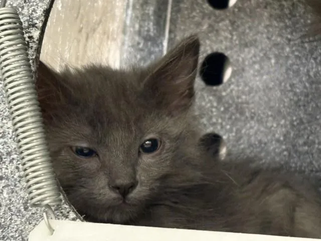 A baby small-sized female Domestic Short Hair cat named Emily for adoption in Colorado Springs, CO