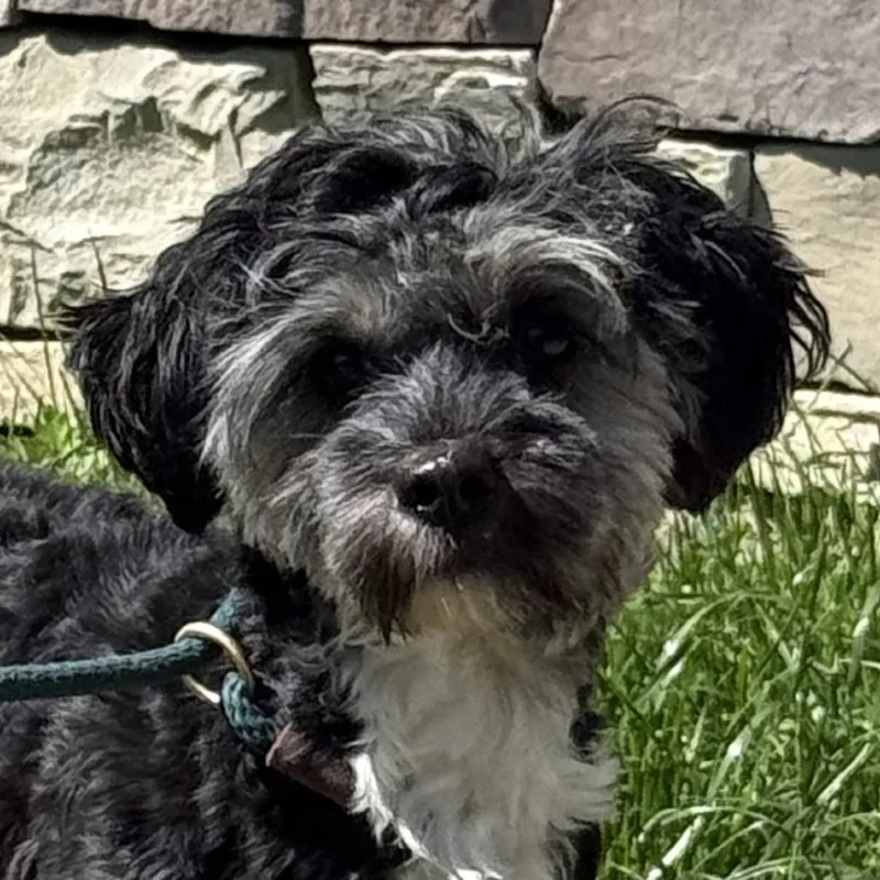 An adult small-sized female Black Yorkshire Terrier dog named Tulip for adoption in Calverton, NY