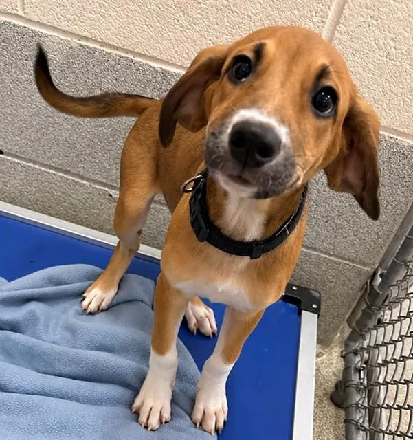 A baby small-sized female Labrador Retriever dog named Rosita for adoption in Statesville, NC