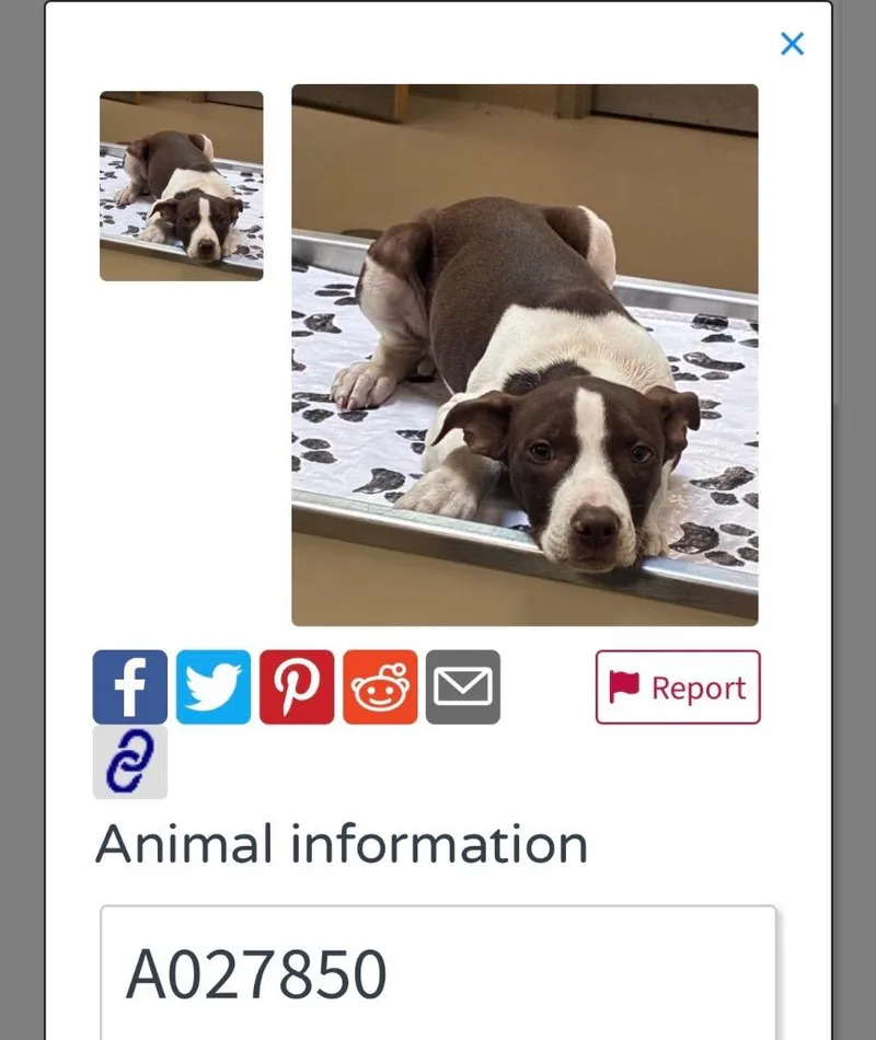 A baby medium-sized male Mixed Breed dog named Nate for adoption in Charlotte, MI
