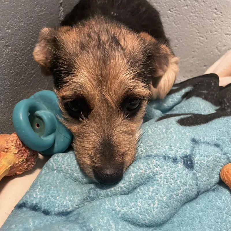 A baby small-sized female Black Terrier dog named Millie for adoption in Santa Barbara, CA
