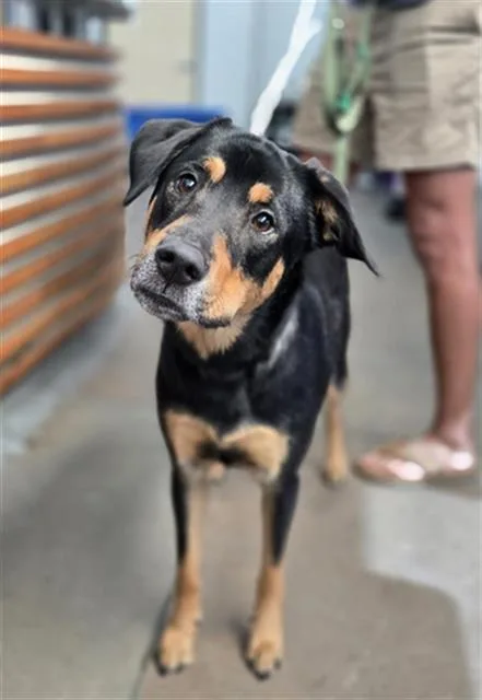 A young large-sized male Mixed Breed dog named Chief for adoption in Dallas, TX