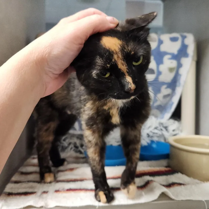 An adult medium-sized female Tortoiseshell Domestic Short Hair cat named Michelle for adoption in Grand Rapids, MI
