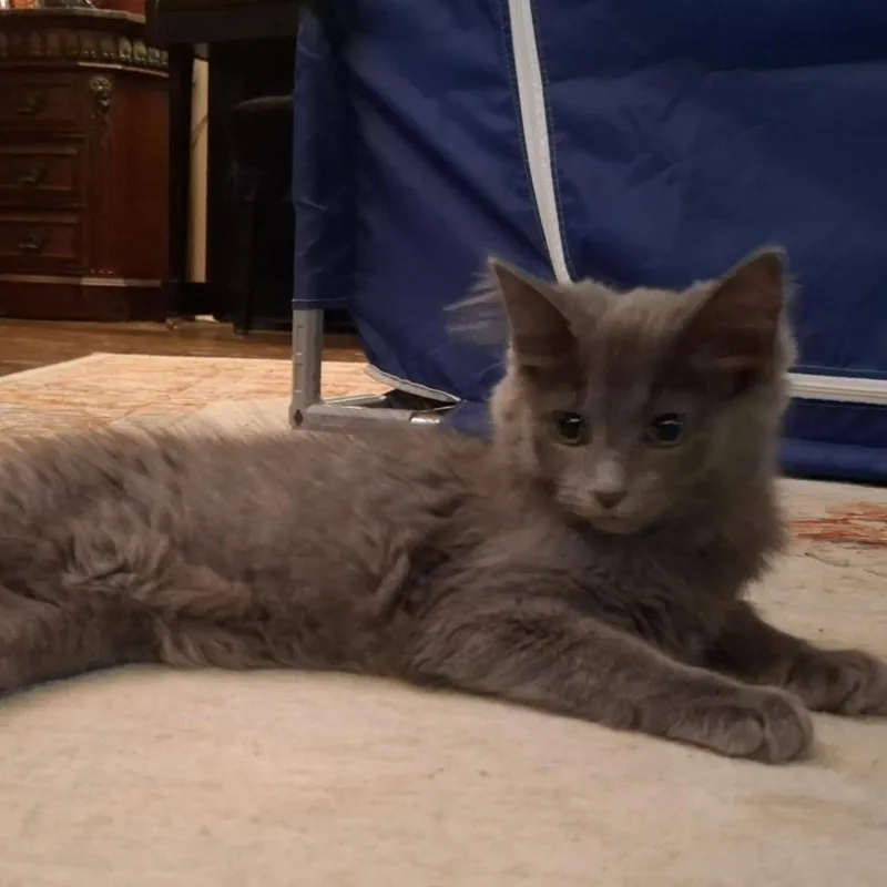 Fetch thumbnail 2