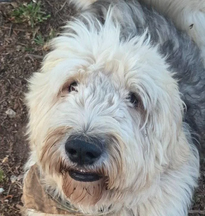 An adult large-sized male Old English Sheepdog dog named Truffles for adoption in Bloomfield, CT