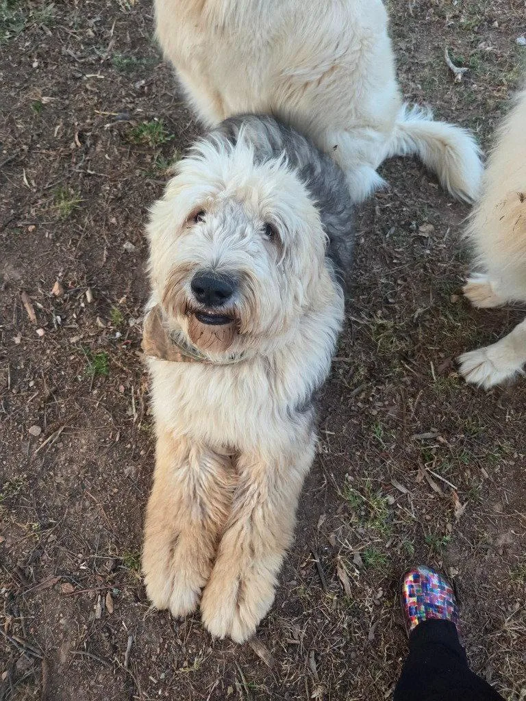 Truffles thumbnail 2