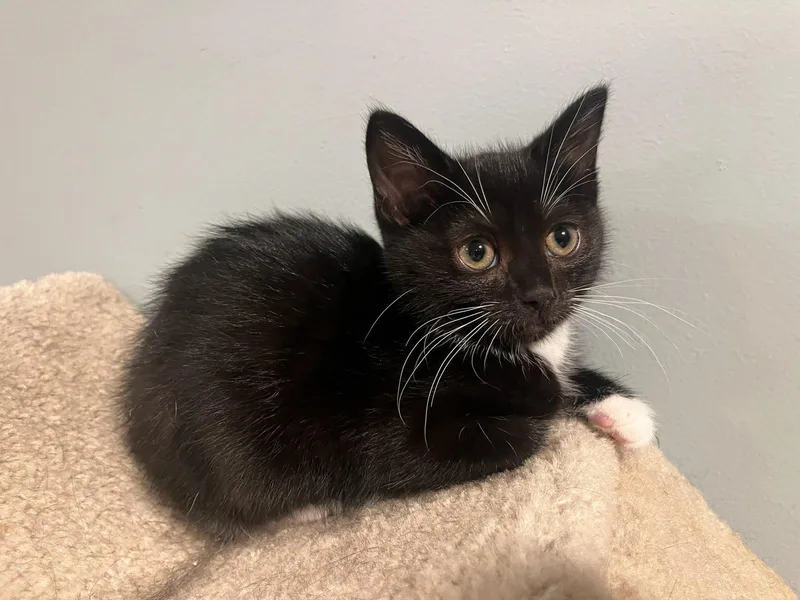 Evie