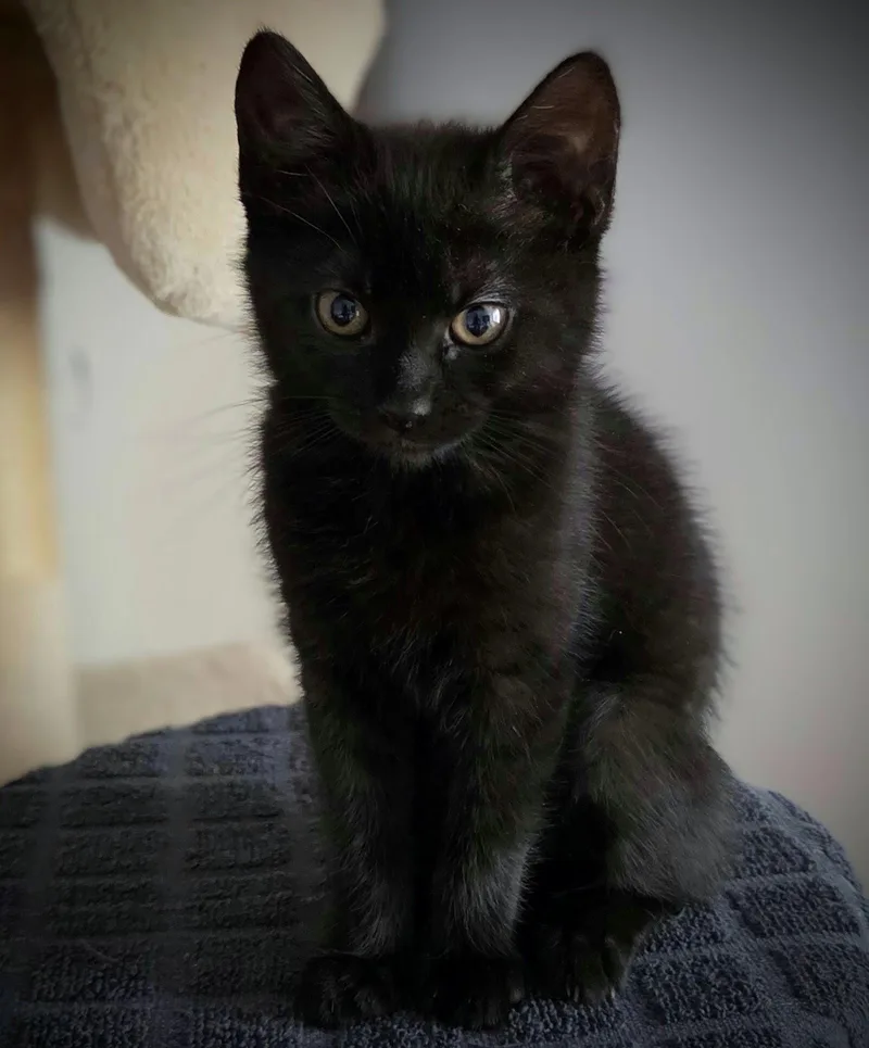 Midge