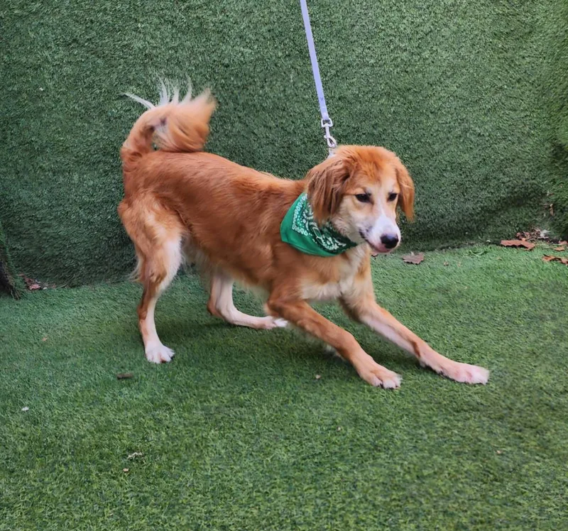 Danny  Co thumbnail 2