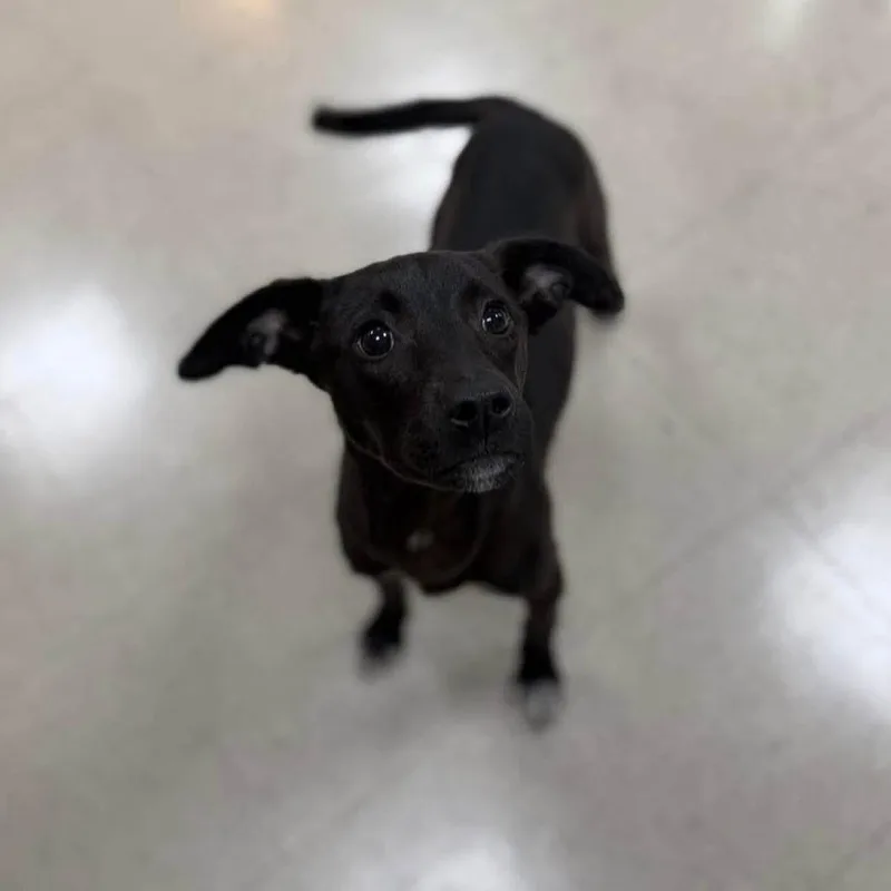 A young medium-sized female Black Mixed Breed dog named Skip for adoption in Alexandria, VA