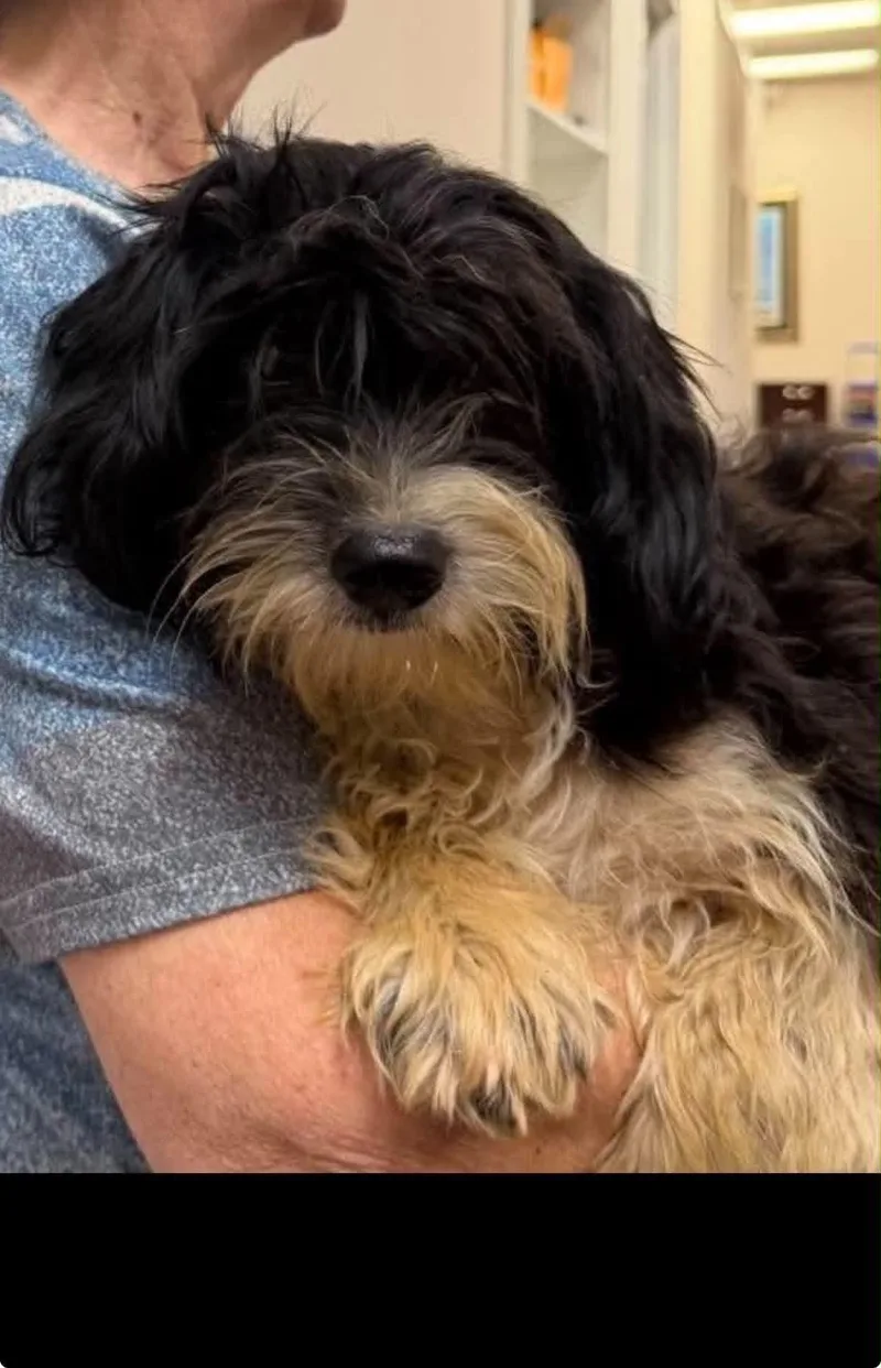 An adult small-sized male Terrier dog named Bob for adoption in Holly Springs, NC