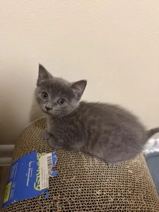 Darla