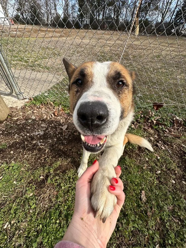 An adult medium-sized male German Shepherd Dog dog named Barrell for adoption in Russellville, KY