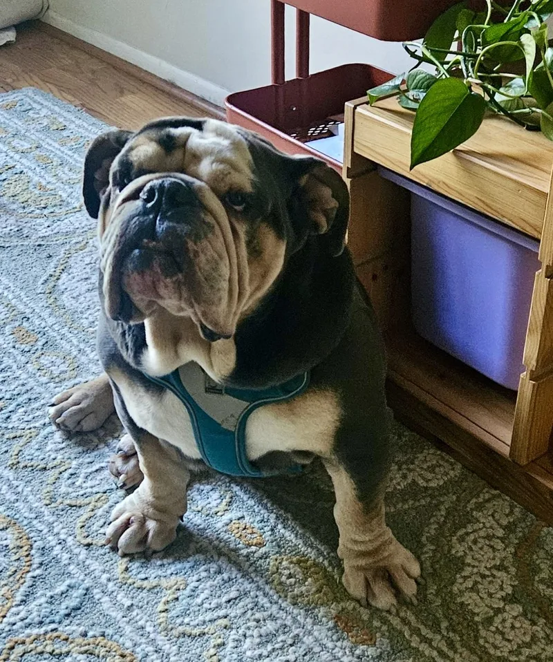 Buddy