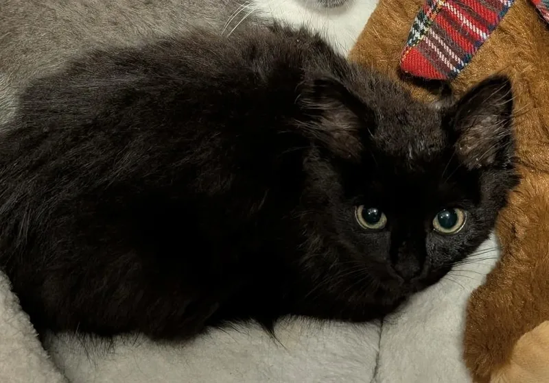 A baby small-sized female Black Domestic Long Hair cat named Boba Pearl Grifols for adoption in Poplar Grove, IL