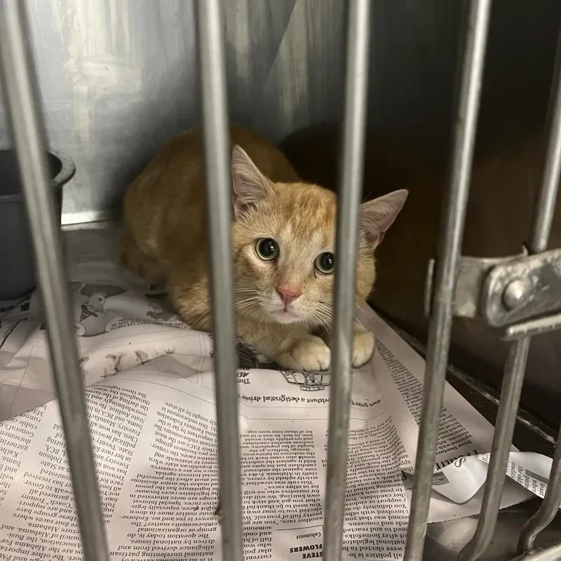 A young medium-sized male Orange / Red Domestic Short Hair cat named Boots for adoption in Clanton, AL