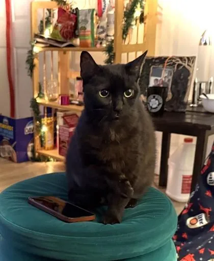 An adult large-sized female Domestic Short Hair cat named Twyla for adoption in New Orleans, LA