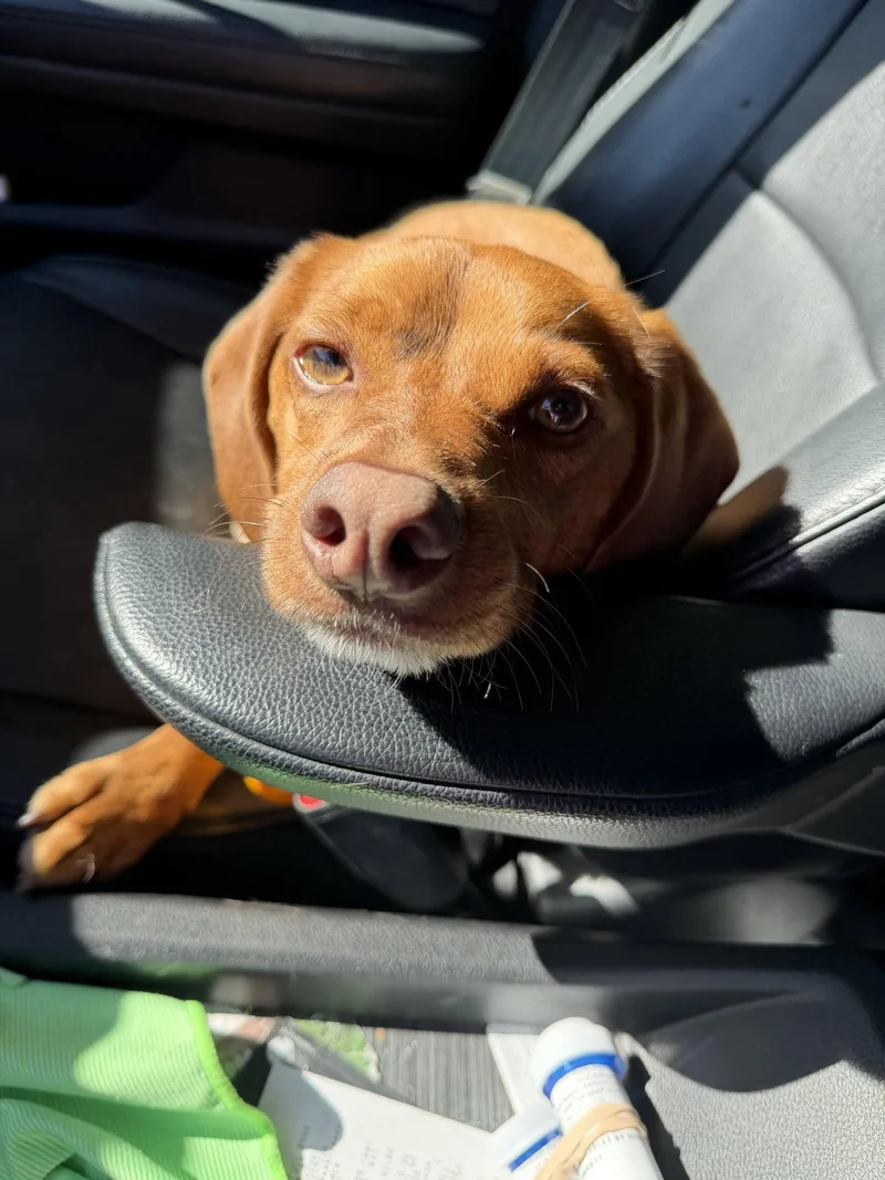 Tater Tot thumbnail 2