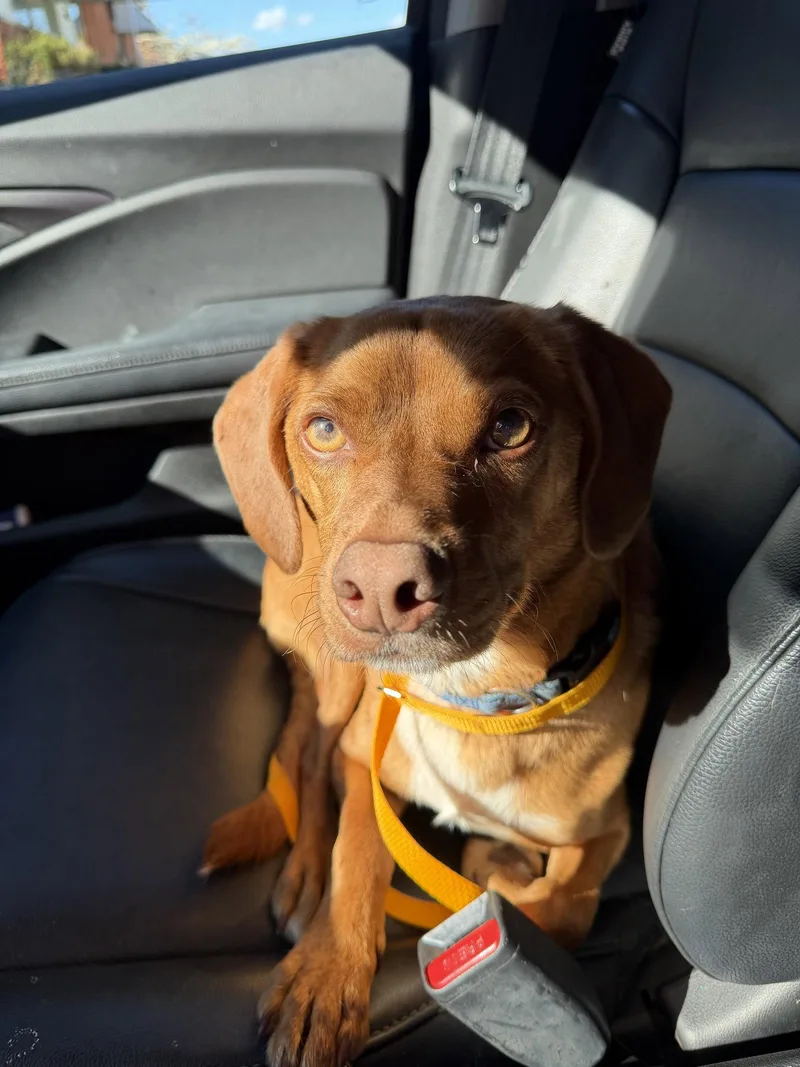 Tater Tot thumbnail 3