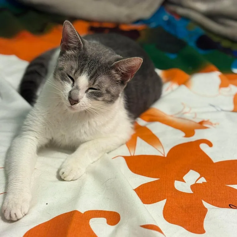 An adult medium-sized female Gray & White Domestic Short Hair cat named Mushi for adoption in Bayonne, NJ