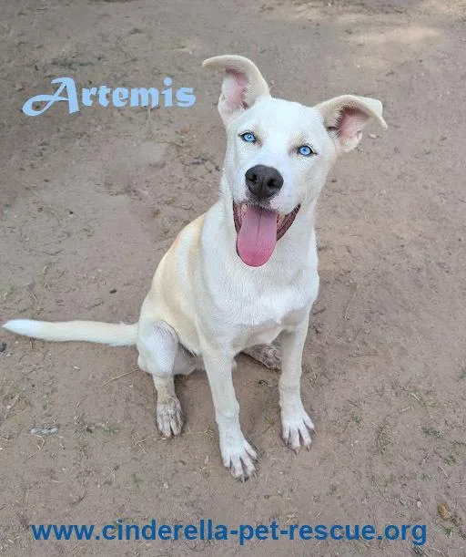 A baby large-sized male Siberian Husky dog named Artemis for adoption in Mission, TX