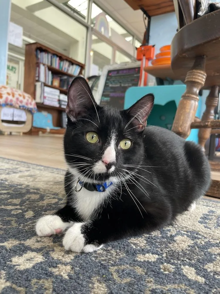 A baby small-sized male Black & White / Tuxedo Domestic Short Hair cat named Tanz for adoption in New Woodstock, NY