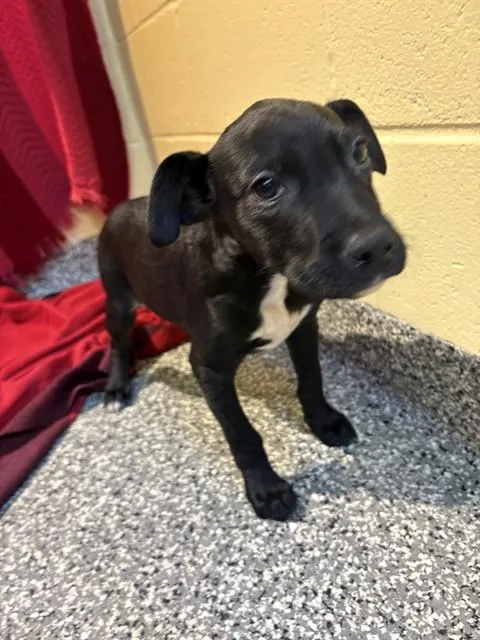 A baby medium-sized male Labrador Retriever dog named Crew for adoption in Brewster, MA