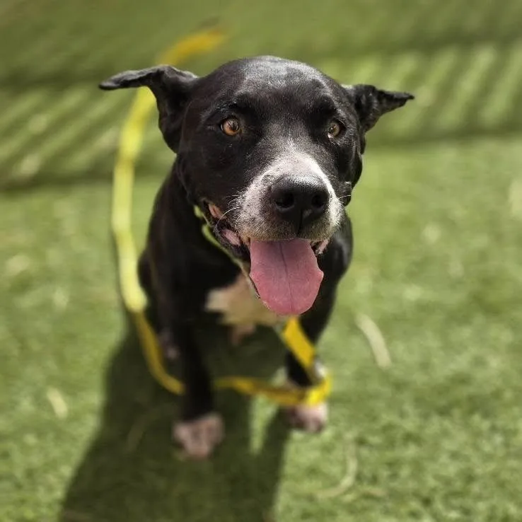 A senior medium-sized male Black Pit Bull Terrier dog named Boomer for adoption in Las Vegas, NV