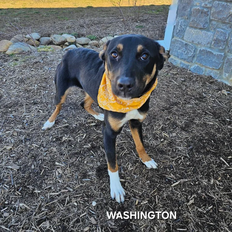 A young small-sized male Brown / Chocolate Mixed Breed dog named Washington for adoption in Franklin, NC