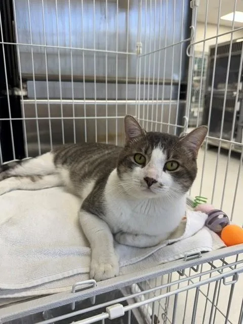 An adult large-sized male Domestic Short Hair cat named Benny for adoption in Naples, FL