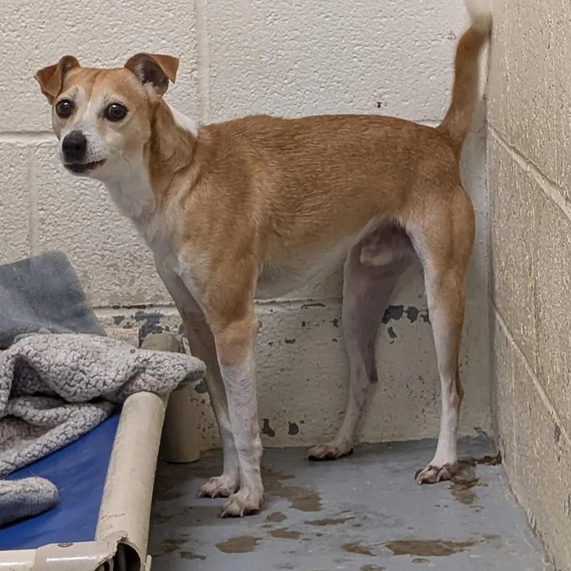 Looking For Owner