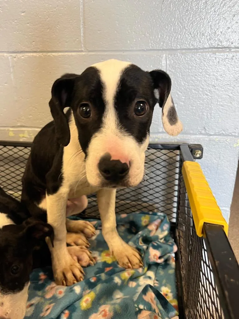 A baby medium-sized male Pit Bull Terrier dog named Mickey for adoption in Troy, OH