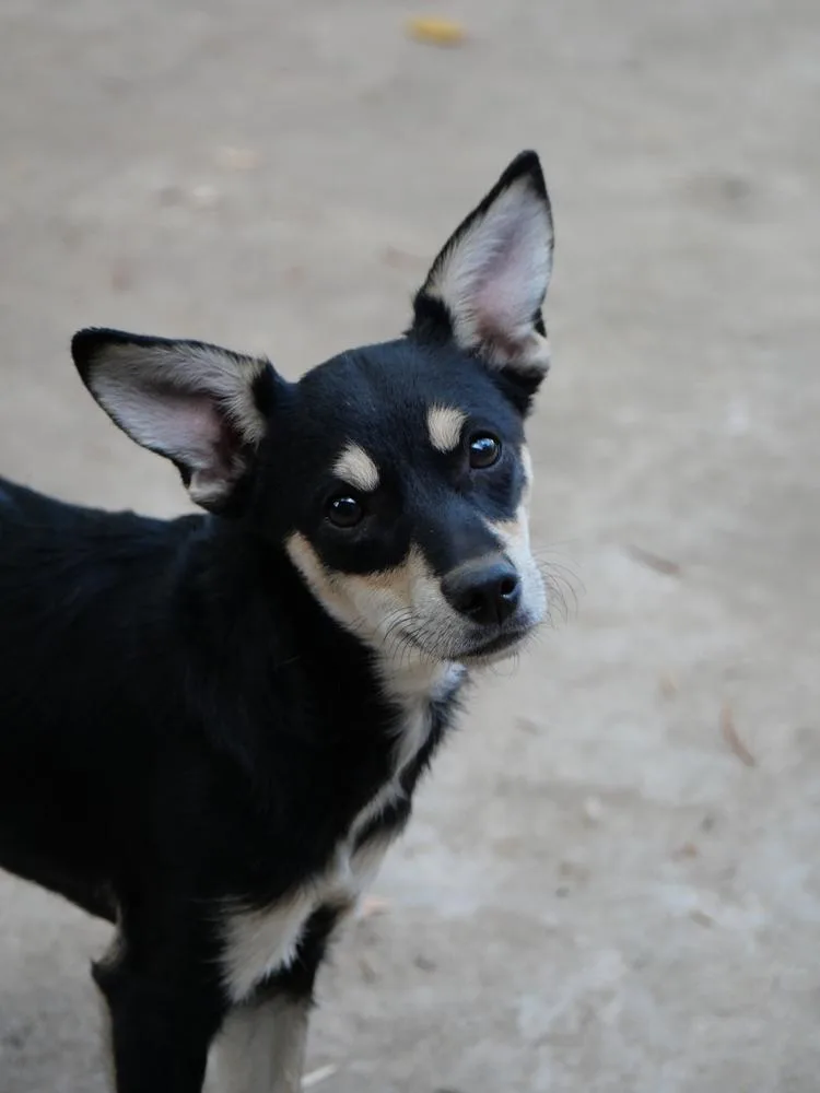 A baby small-sized female Rat Terrier dog named Rosa for adoption in Boulder, CO