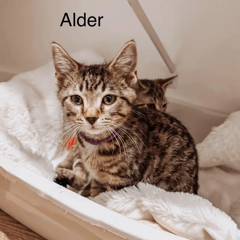 A baby medium-sized male Tabby (Brown / Chocolate) Domestic Short Hair cat named Alder for adoption in Murfreesboro, TN
