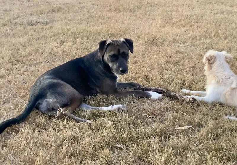 A young medium-sized female American Staffordshire Terrier dog named Abby for adoption in Johnson City, TX
