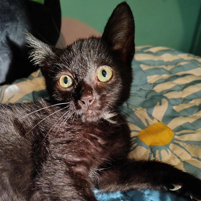 A baby small-sized male Black Domestic Short Hair cat named Moonshine for adoption in Ashtabula, OH