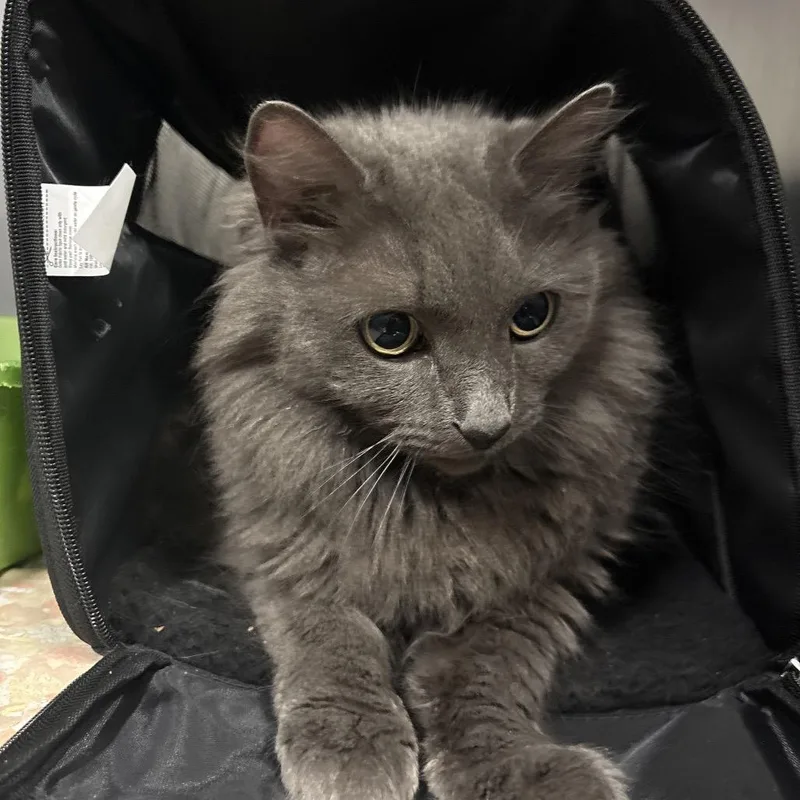 A senior medium-sized female Domestic Medium Hair cat named Monet for adoption in Morgan Hill, CA