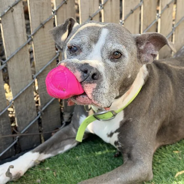 A senior medium-sized female Staffordshire Bull Terrier dog named Kona for adoption in Alameda, CA