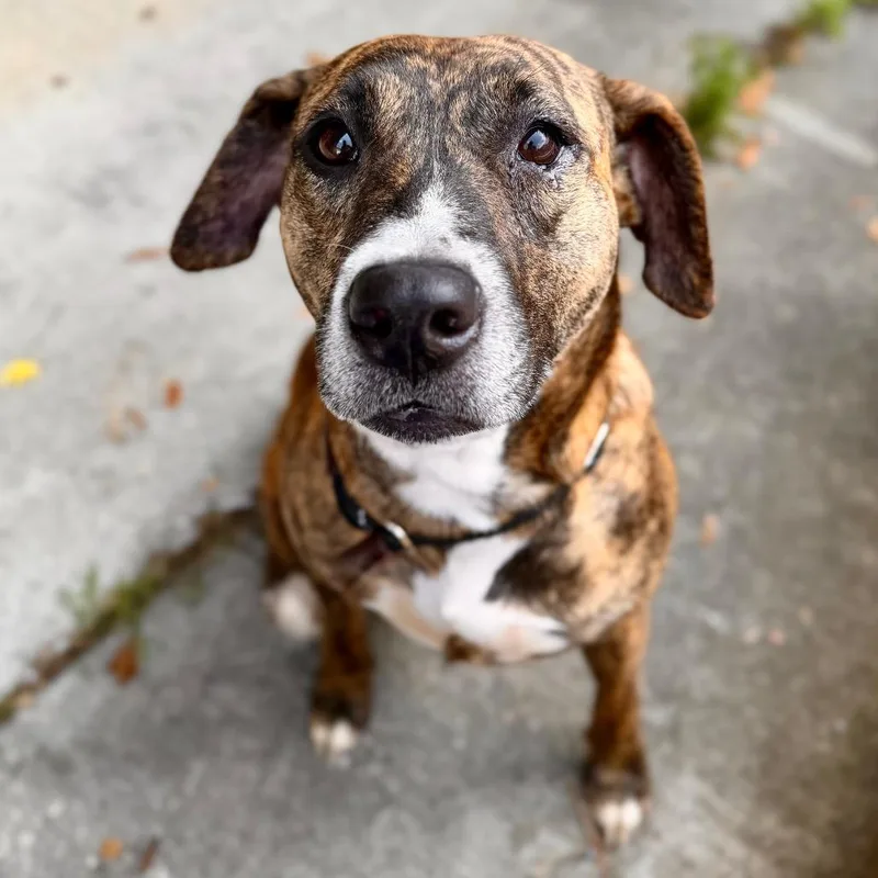 An adult medium-sized female Brown / Chocolate Mixed Breed dog named Holley for adoption in Milton, FL