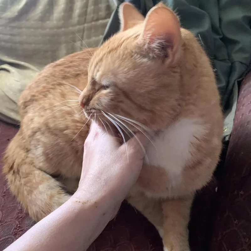 An adult large-sized male Orange / Red Domestic Short Hair cat named Leo for adoption in Ringtown, PA