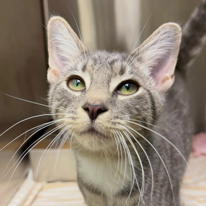 A baby medium-sized male Gray / Blue / Silver Domestic Short Hair cat named Homer for adoption in Harrisonburg, VA