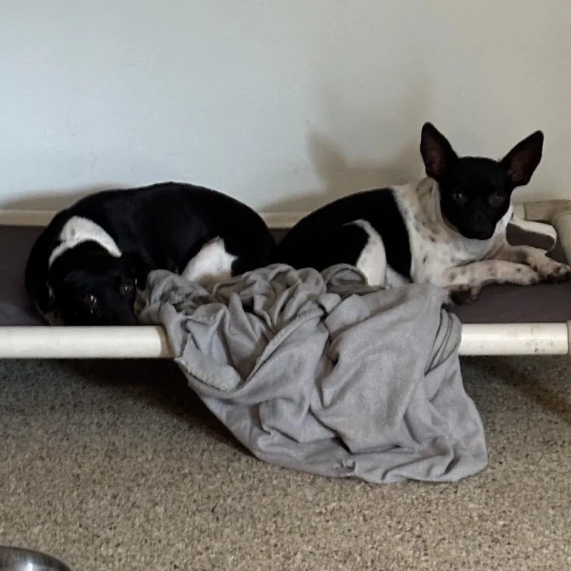 A young small-sized male Black Terrier dog named Dillon for adoption in Brownsboro, AL