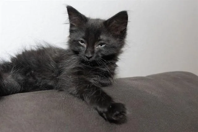 A baby small-sized female Domestic Short Hair cat named Bubbles for adoption in Colorado Springs, CO